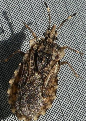 Aradus ribauti